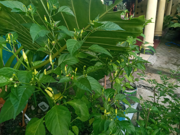 辣椒树图片下载