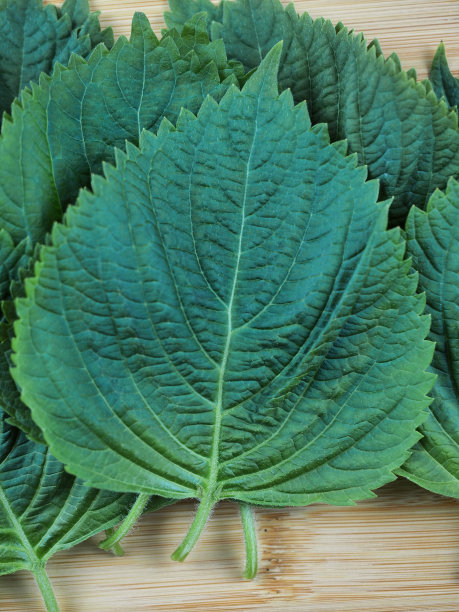 新鲜有机蔬菜芝麻叶图片下载