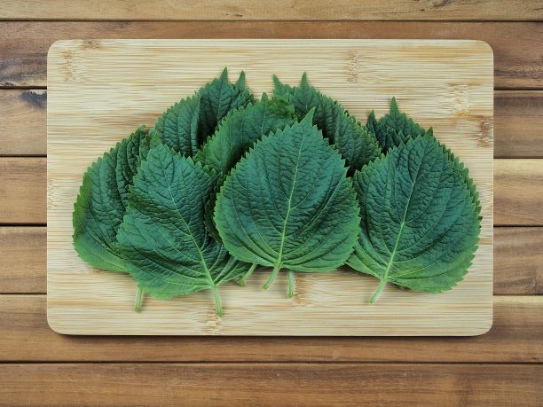 新鲜有机蔬菜芝麻叶图片下载