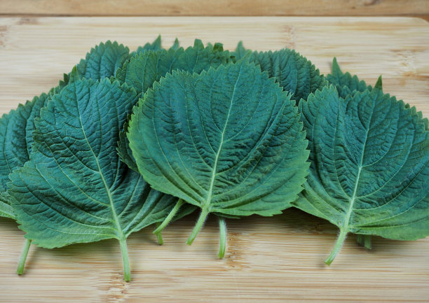 新鲜有机蔬菜芝麻叶图片下载