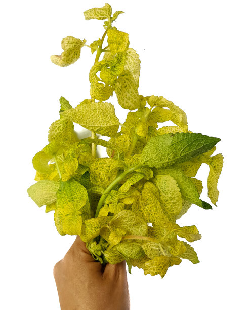 黄色草本植物，为传统药材图片下载