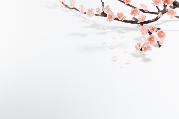 分支粉红色樱花与花瓣在阳光与阴影在柔和的光白木背景，顶视图，复制空间，边界。温柔浪漫的春天花朵背景海报，传单，卡片。图片下载