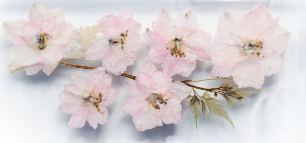 粉红色的日本樱桃干花，近距离照片图片下载