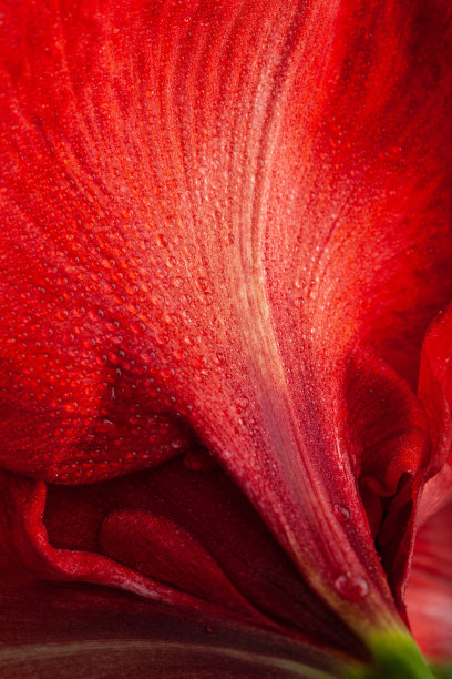 红色冬季圣诞花孤顶花圣诞快乐特写图片下载