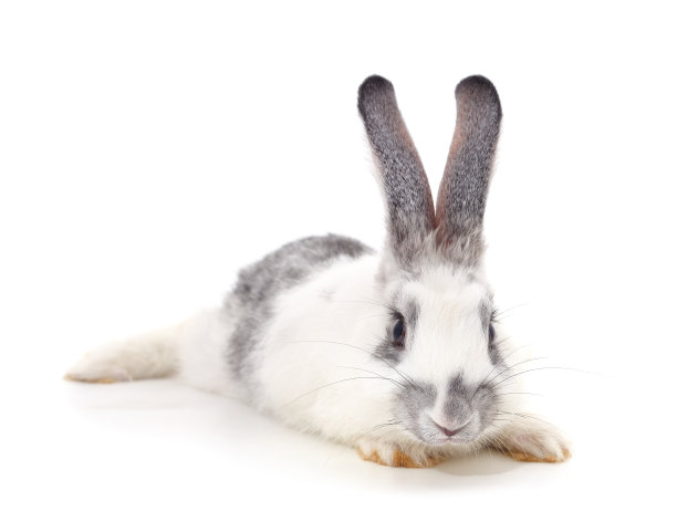 漂亮的小白兔。图片下载