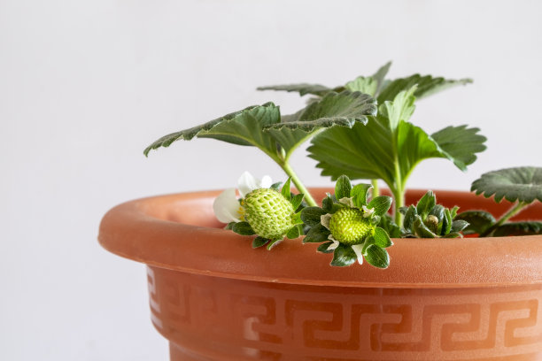 在家阳台上用花盆种草莓。图片下载