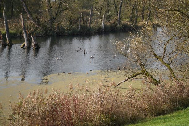 多瑙河边的天鹅、鸭子或鸬鹚图片下载