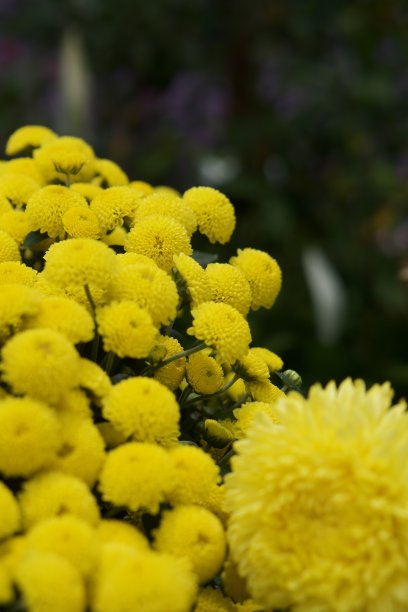 黄色的菊花。图片下载