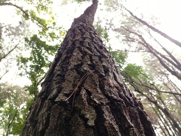 近距离的抽象纹理的松树图片下载