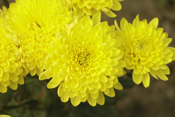 黄菊雏菊花背景图案绽放。图片下载