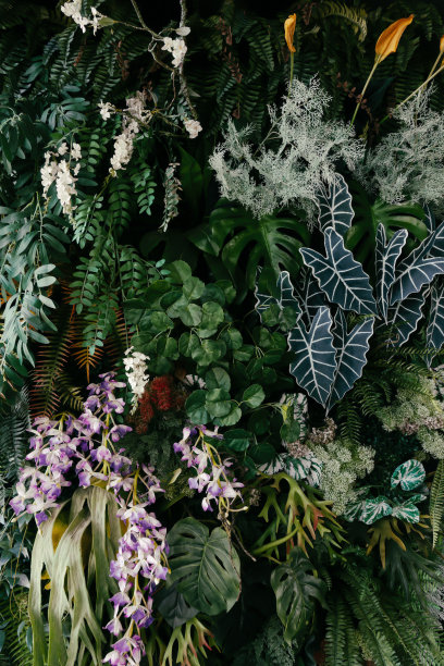 墙背景上的热带观赏植物图片下载