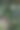 墙背景上的热带观赏植物图片下载