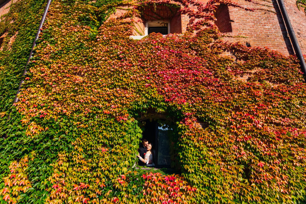 爬满大楼的常春藤。张开双臂拥抱新婚夫妇图片下载