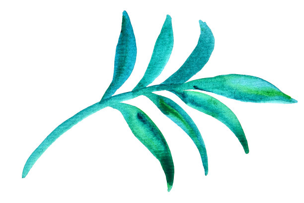 绿色树叶水彩剪纸在白色。图片下载