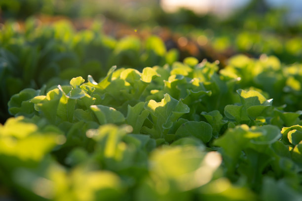 菜地里的生菜叶。园艺背景与绿色沙拉植物在温室。水培健康种植园粮食收获在夏季阳光有益健康排毒营养。图片下载