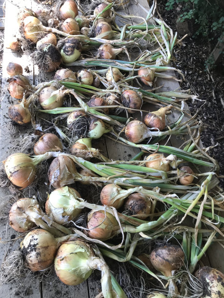 棕色的洋葱图片下载