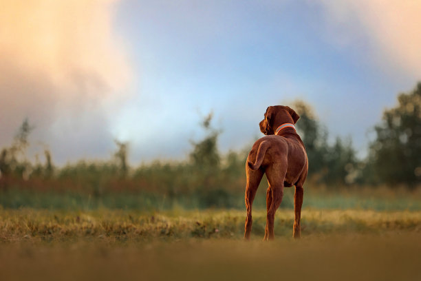 狗站在夏日的草地上图片下载