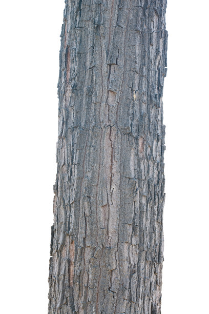 木材树在白色背景与修剪路径图片下载