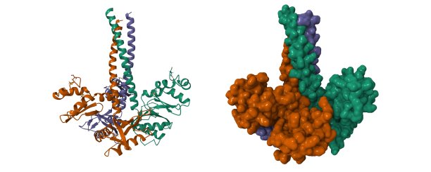 人LINE-1 ORF1p三聚体的结构图片下载