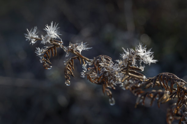大自然是冰的宝石图片下载