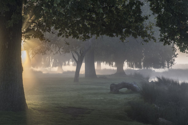 梦的迷雾图片下载