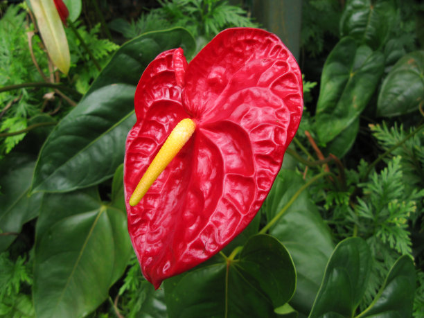 红色热带花卉红掌。图片下载