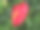 红色热带花卉红掌。图片下载