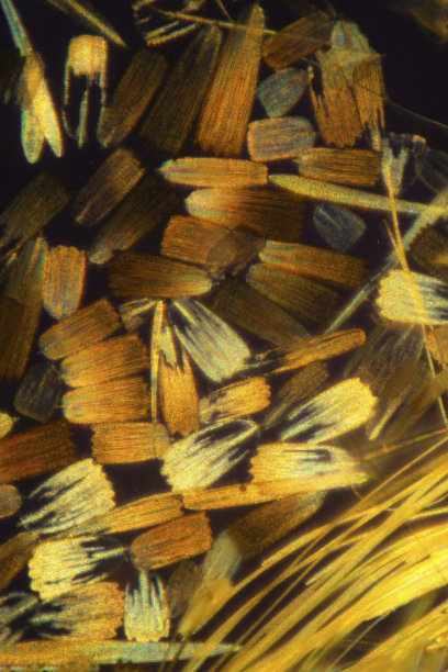 飞蛾翅膀上戏剧性鳞片的明亮抽象显微照片。图片下载