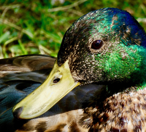 绿头鸭:雄性，河岸上的幼鸭图片下载