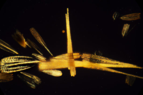 飞蛾翅膀上戏剧性鳞片的明亮抽象显微照片。图片下载