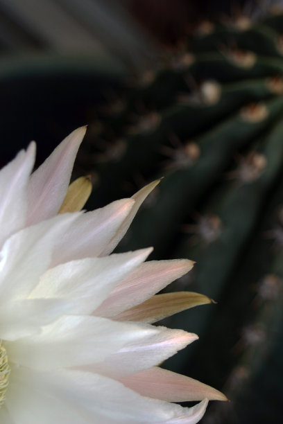精致的夜间盛开的白色仙人掌花细节。图片下载