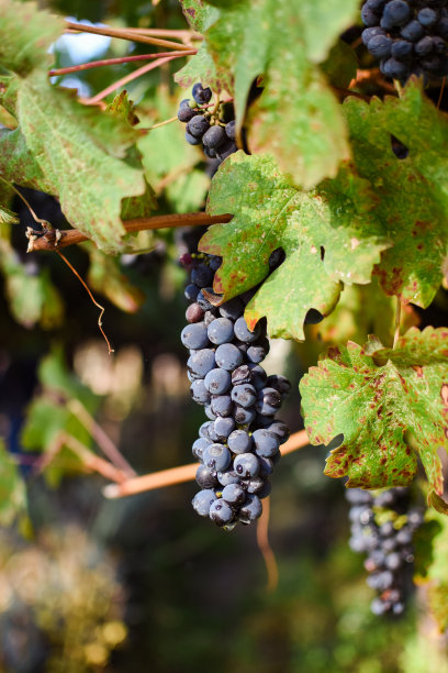 叶子上的红葡萄图片下载