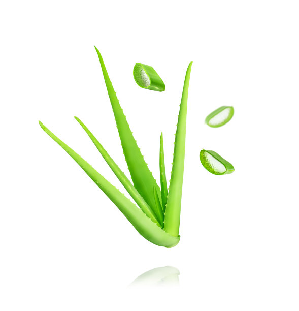 芦荟分离在白色背景。图片下载