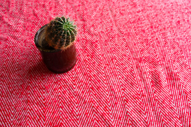 一盆仙人掌放在红桌布上的桌子上图片下载