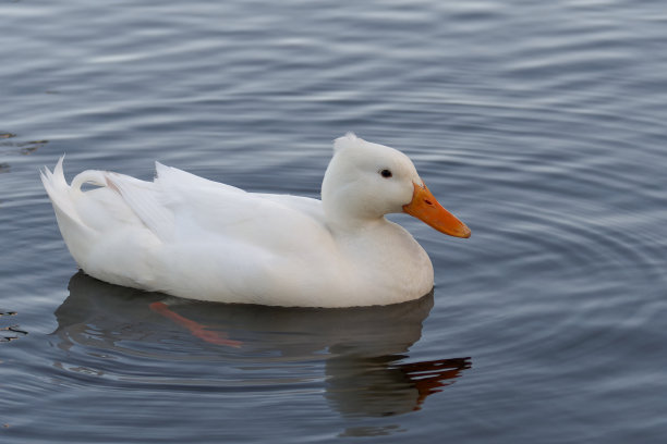 水面上的白色鸭子。图片下载