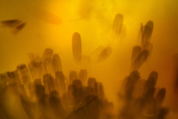 亮橙色的飞蛾翅膀鳞片抽象显微照片。图片下载