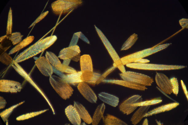 飞蛾翅膀上戏剧性鳞片的明亮抽象显微照片。图片下载