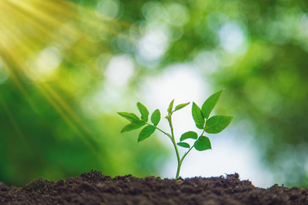 这种植物生长在土壤中。有选择性的重点。图片下载