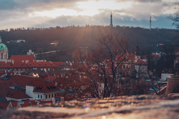 生命之树图片下载
