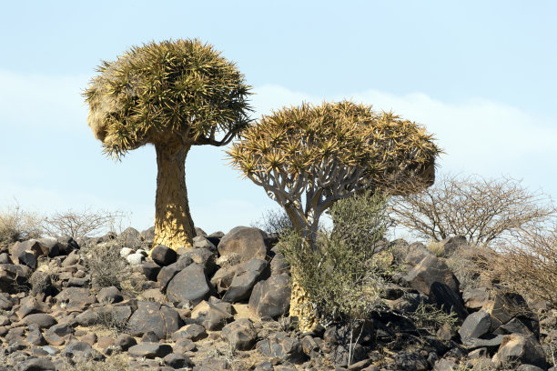 纳米比亚的箭袋树照片图片下载