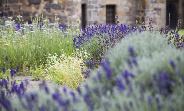 食用和药用花园与盛开的薰衣草-老式砂岩建筑的背景。图片下载