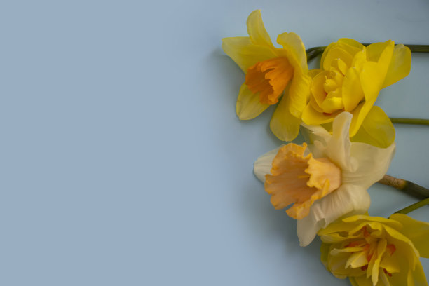 彩色背景上的水仙花图片下载