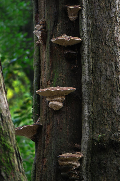 梅兹吉尔菌，代达莱叶槲皮。图片下载