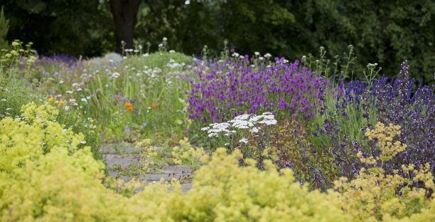 食用和药用花园与盛开的薰衣草-老式砂岩建筑的背景。图片下载