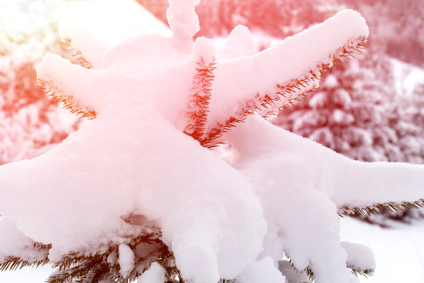 阳光下，树上覆盖着一层厚厚的雪图片下载