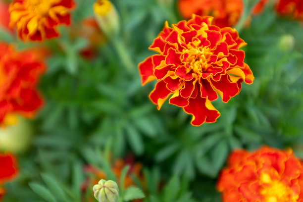 深橙色的万寿菊花。田与万寿菊。风景从法国金盏花出版，海报，日历，后，屏幕保护程序，墙纸，明信片，横幅，封面，网站。高质量照片图片下载