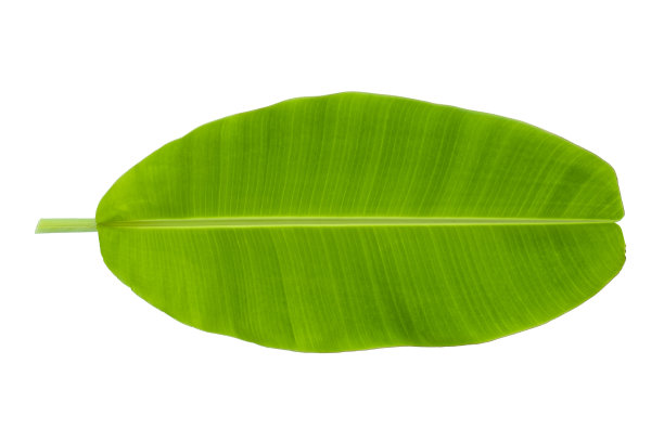 香蕉叶子图片下载
