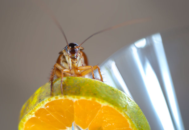 一只蟑螂栖息在一只橙子上，橙子放在一杯水上。蟑螂在一杯水里，蟑螂也会把细菌传染给人类。图片下载