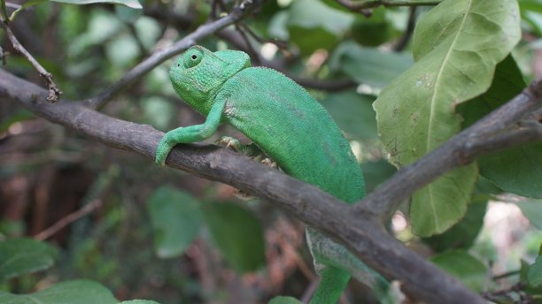 柠檬树上的变色龙图片下载