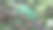 柠檬树上的变色龙图片下载